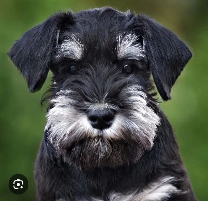 Perfeitos schnauzer  - Foto 3