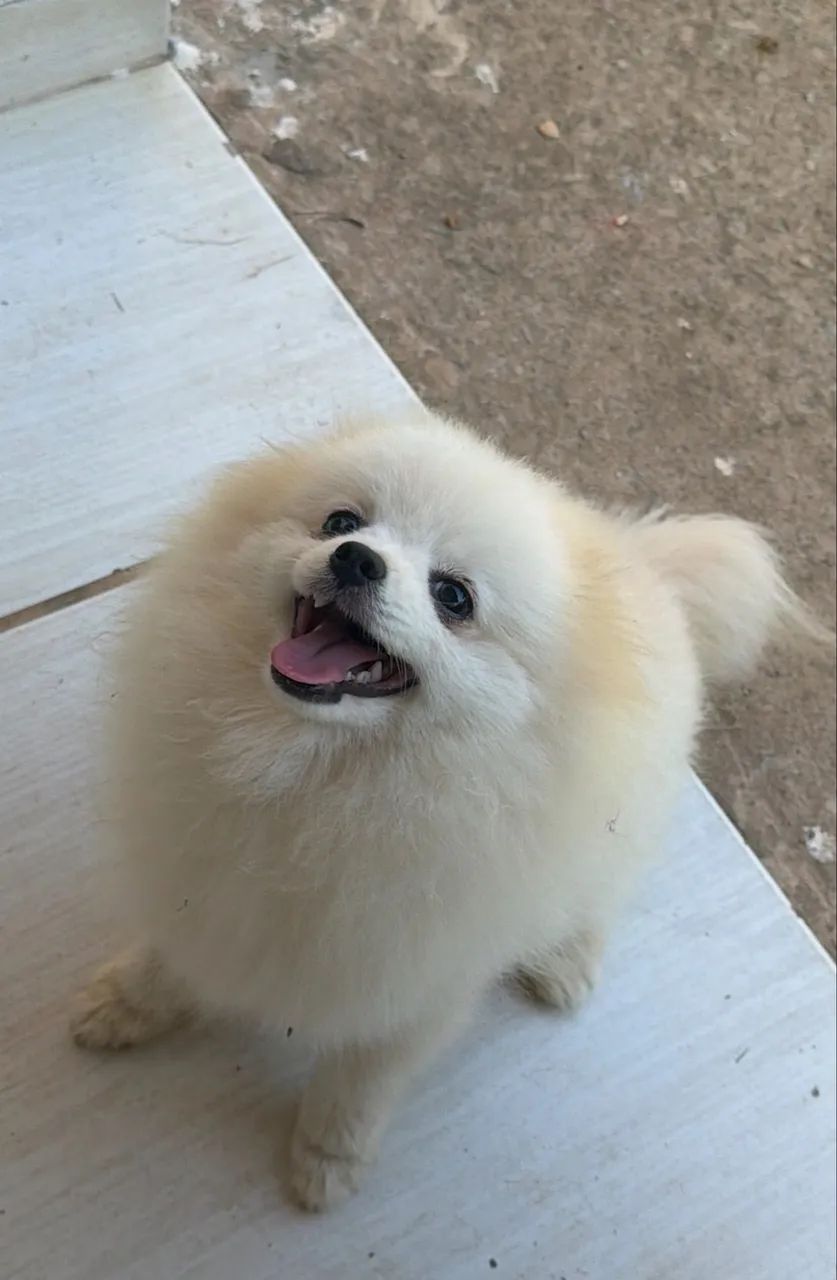 Spitz alemão  - Foto 2