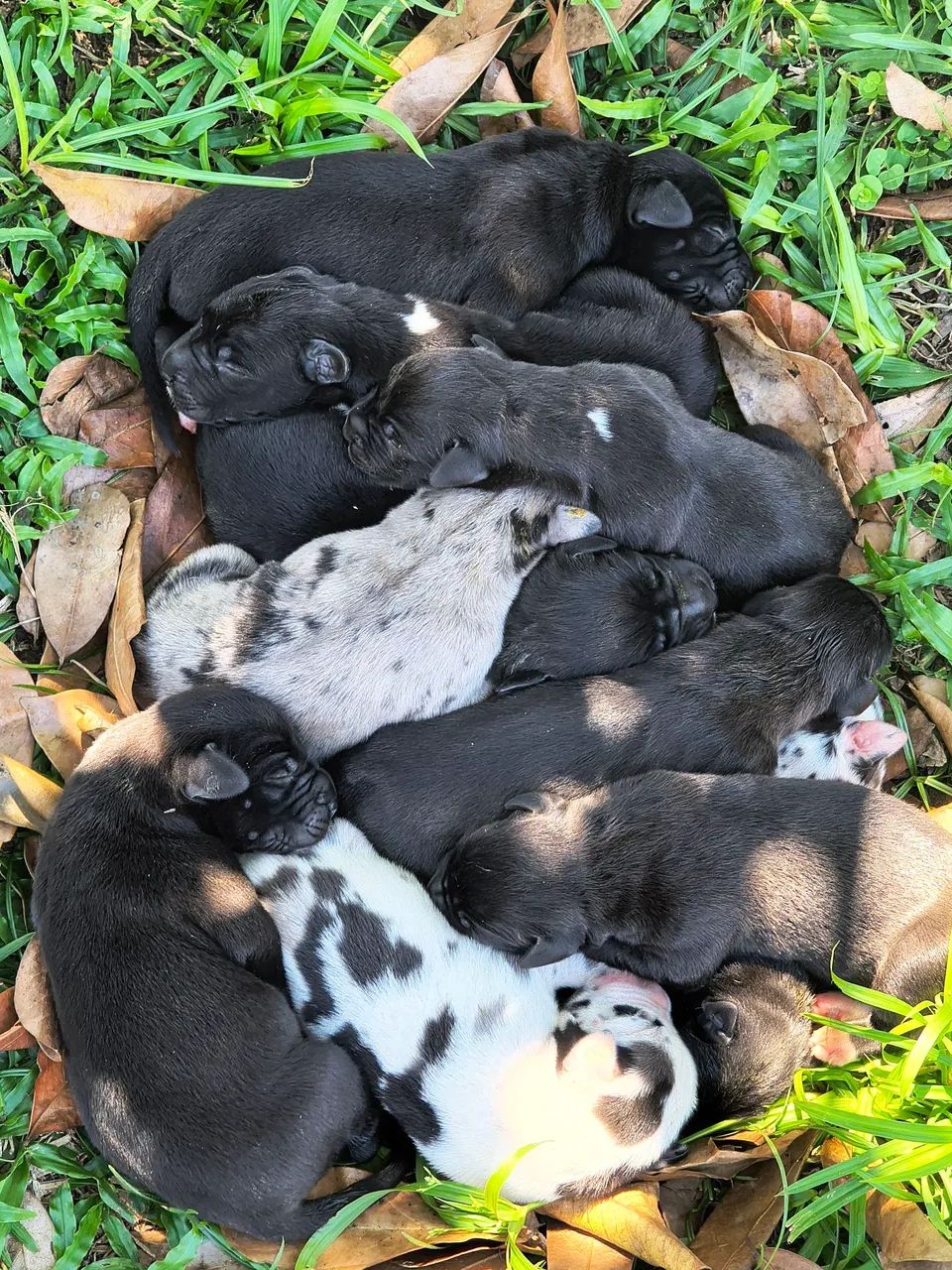 Dog alemão - Foto 2