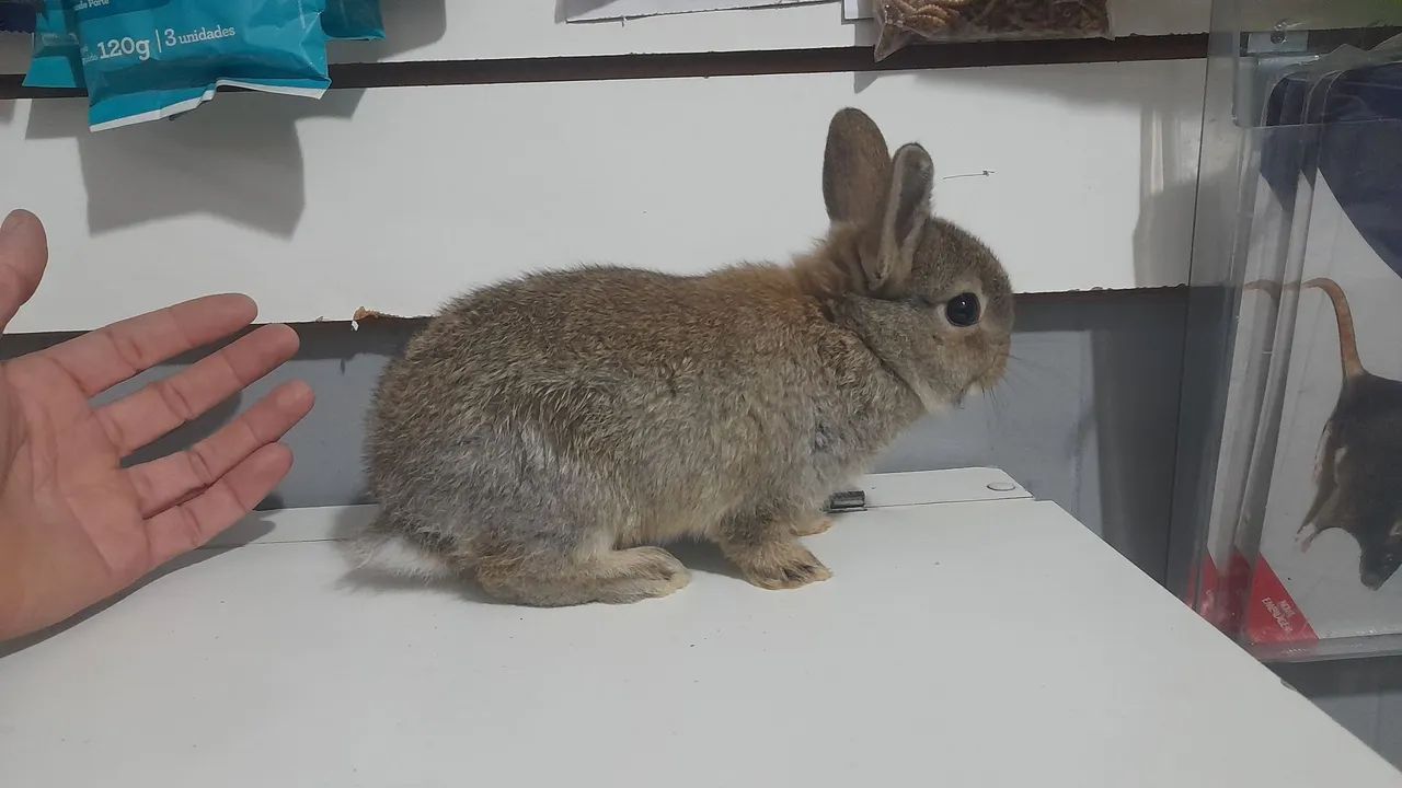 Mini Coelhos - de origem  - Foto 3