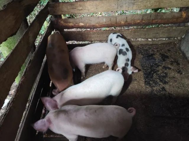 Vendo lindos leitoes com vacinações em dia, castrados prontos para engorda ou consumo - Foto 4