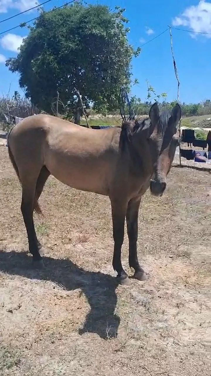 Pordo mestiso  - Foto 5