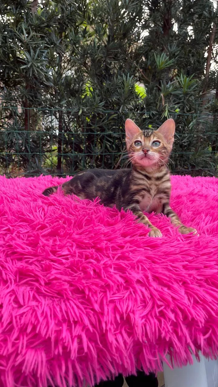 Bengal 