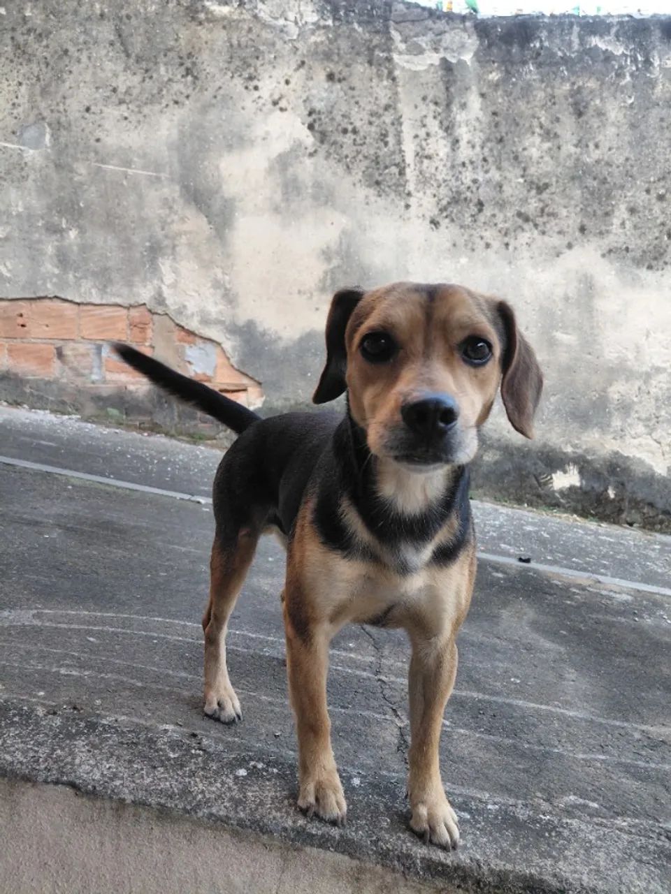 lindo cachorrinho doação
