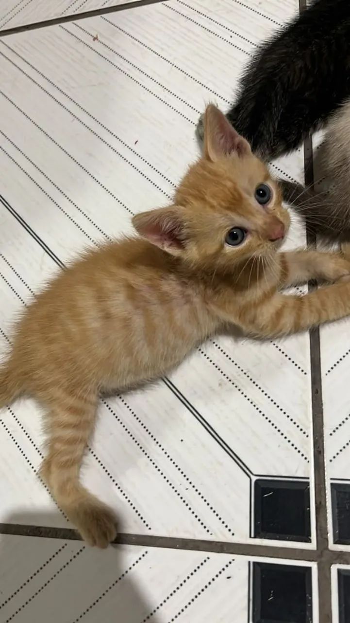 Filhotes de gato  - Foto 2