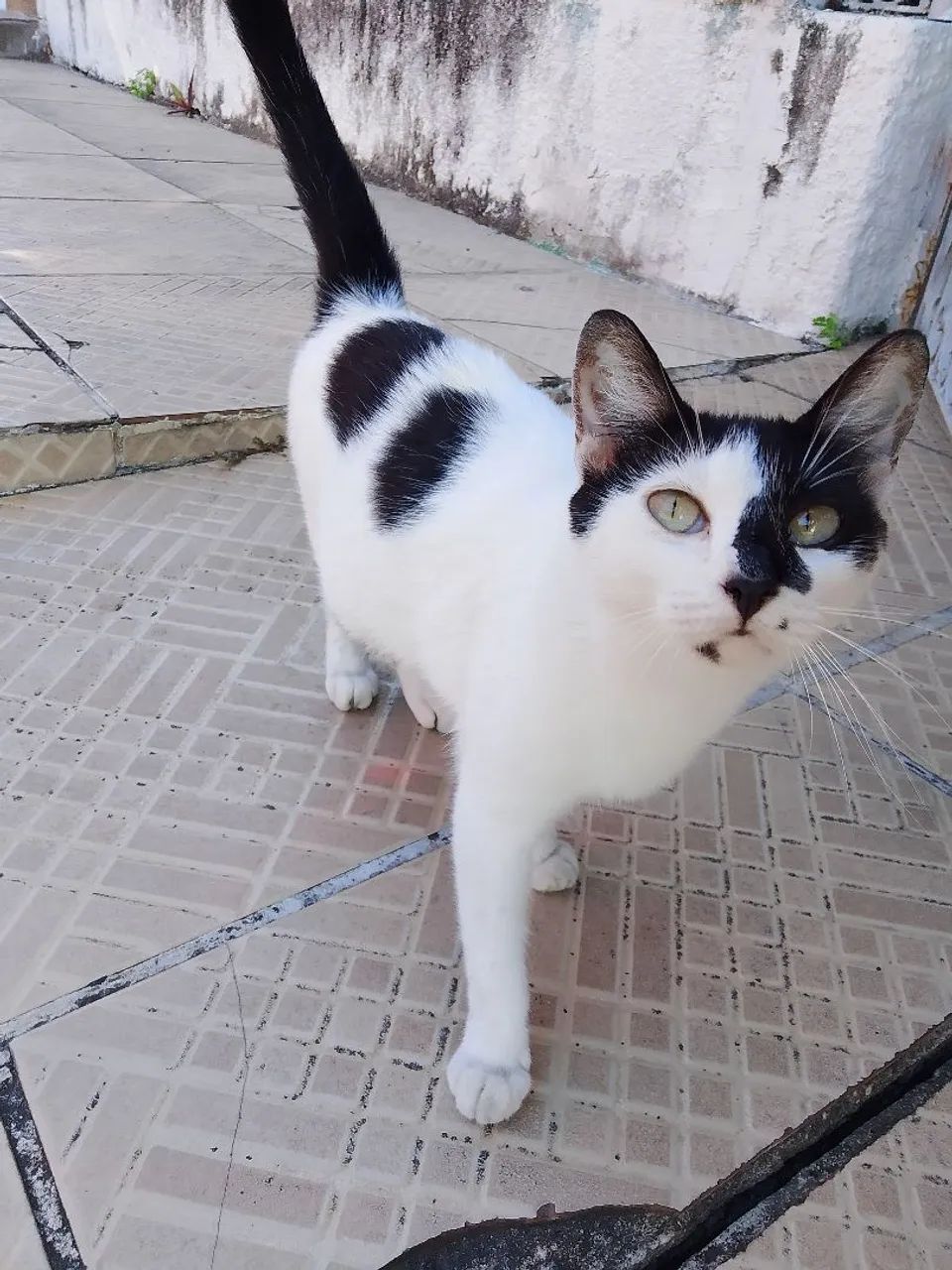 Gatinha muito dócil para adoção 
