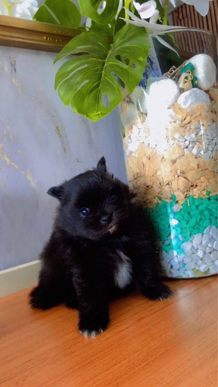 Spitz alemão  - Foto 2