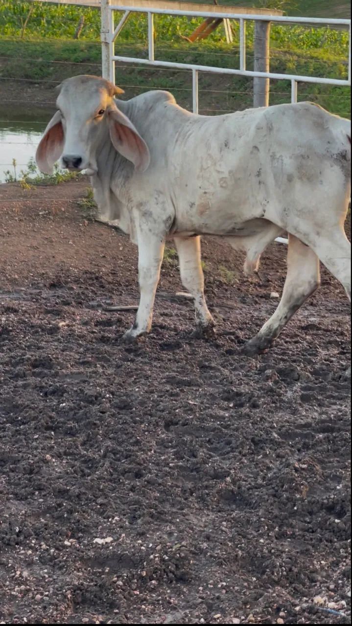 Dois garrotes Indú Brasil  - Foto 2