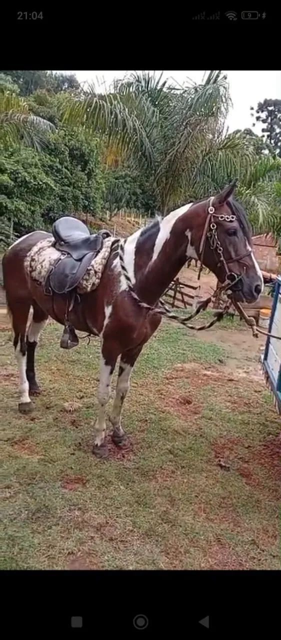 Cavalo castrado  - Foto 2