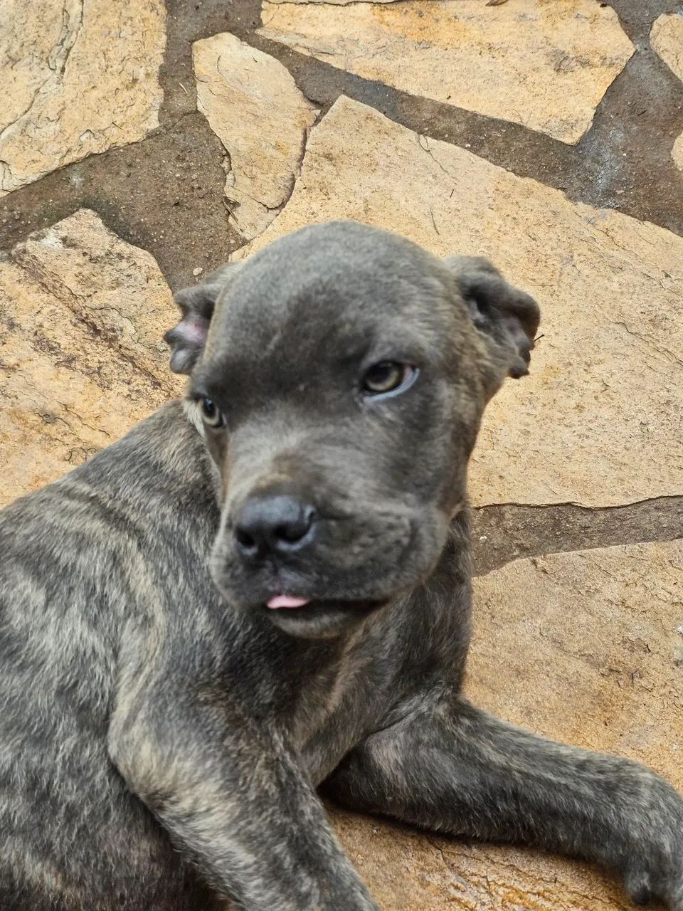Filhote de Cane Corso 