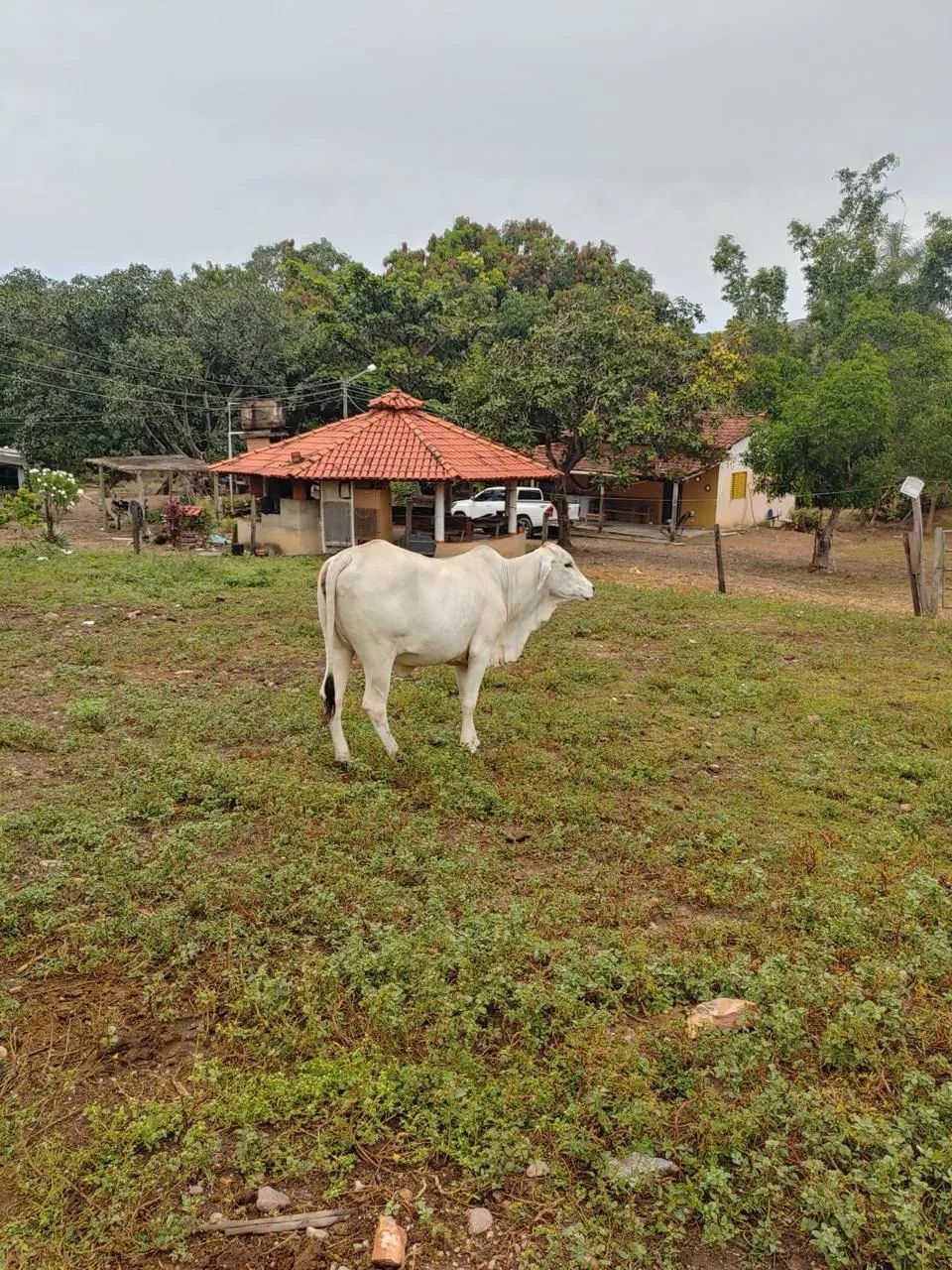 Fazenda - Jaraguá - Foto 5