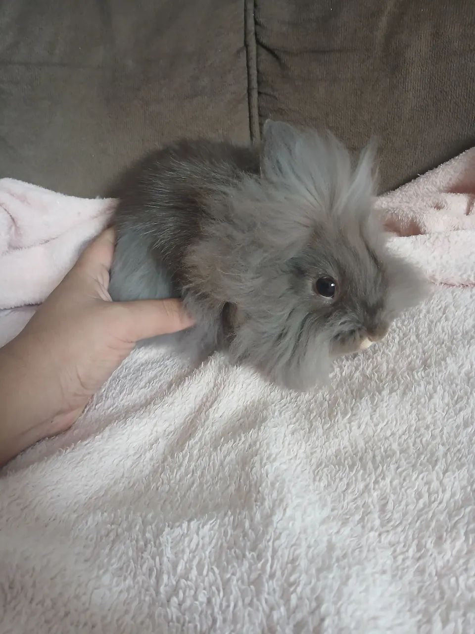Coelho Mini Lion  - Foto 2