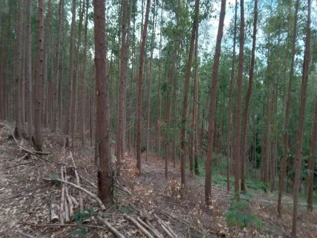 Terreno de 15 hectares com água em parcelas anuais em Itarana no E.S. - Foto 4