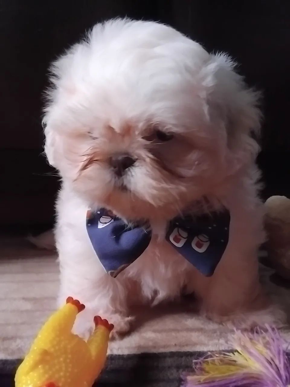 ShihTzu Macho  - Foto 4