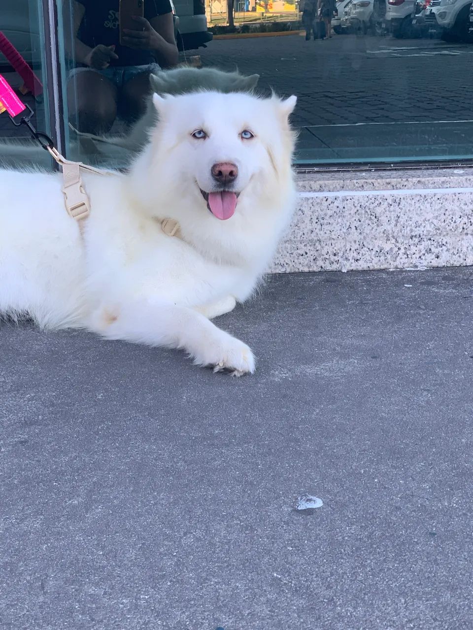 Husky siberiano fêmea a venda 