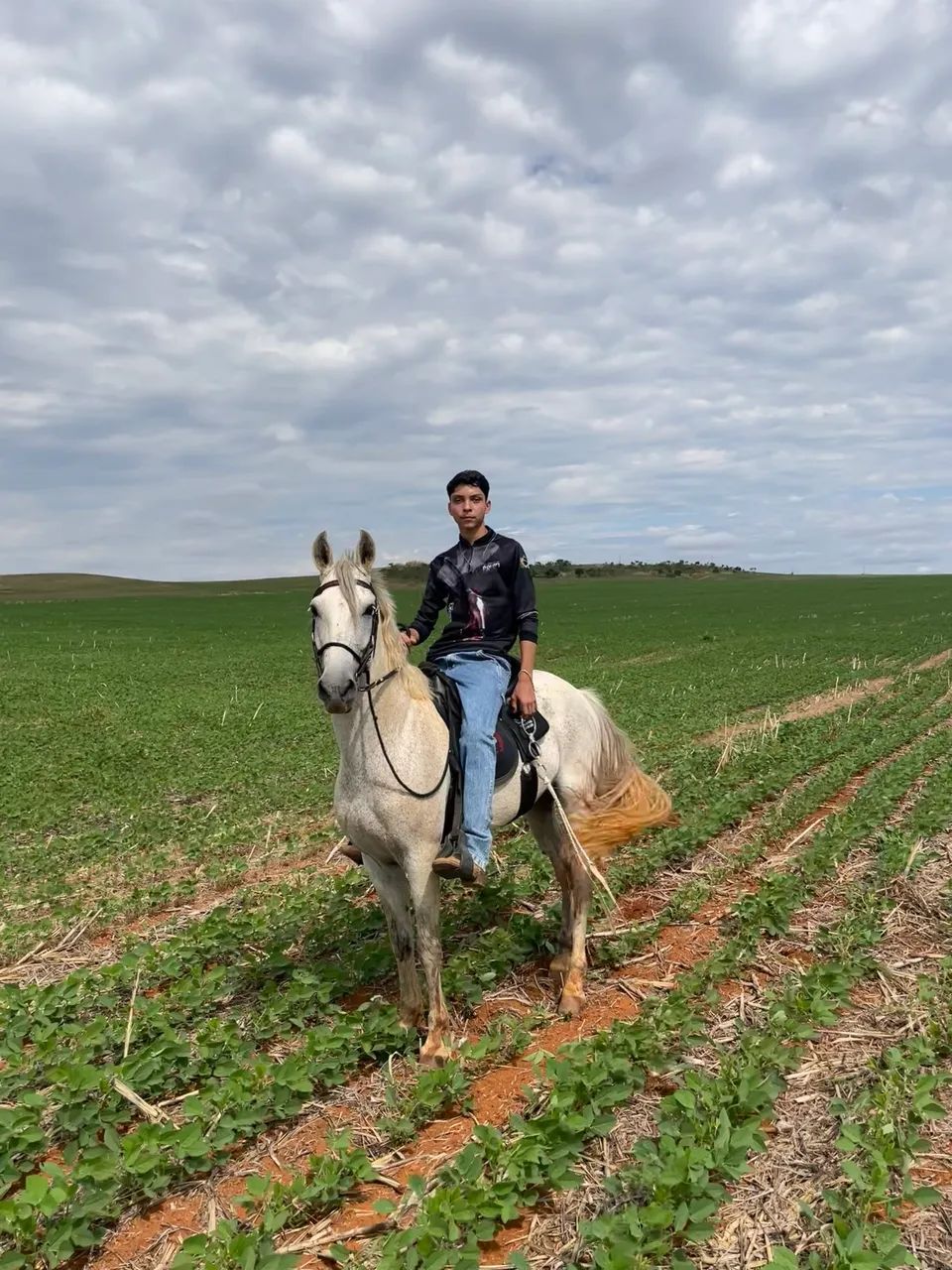 Cavalo mangalarga marchador - Foto 3