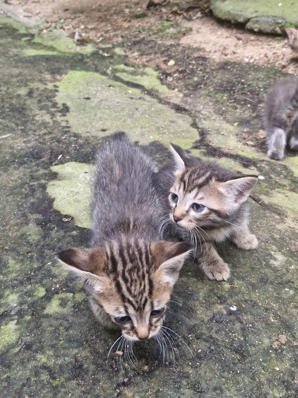 Gatinhas pra adoção  - Foto 4