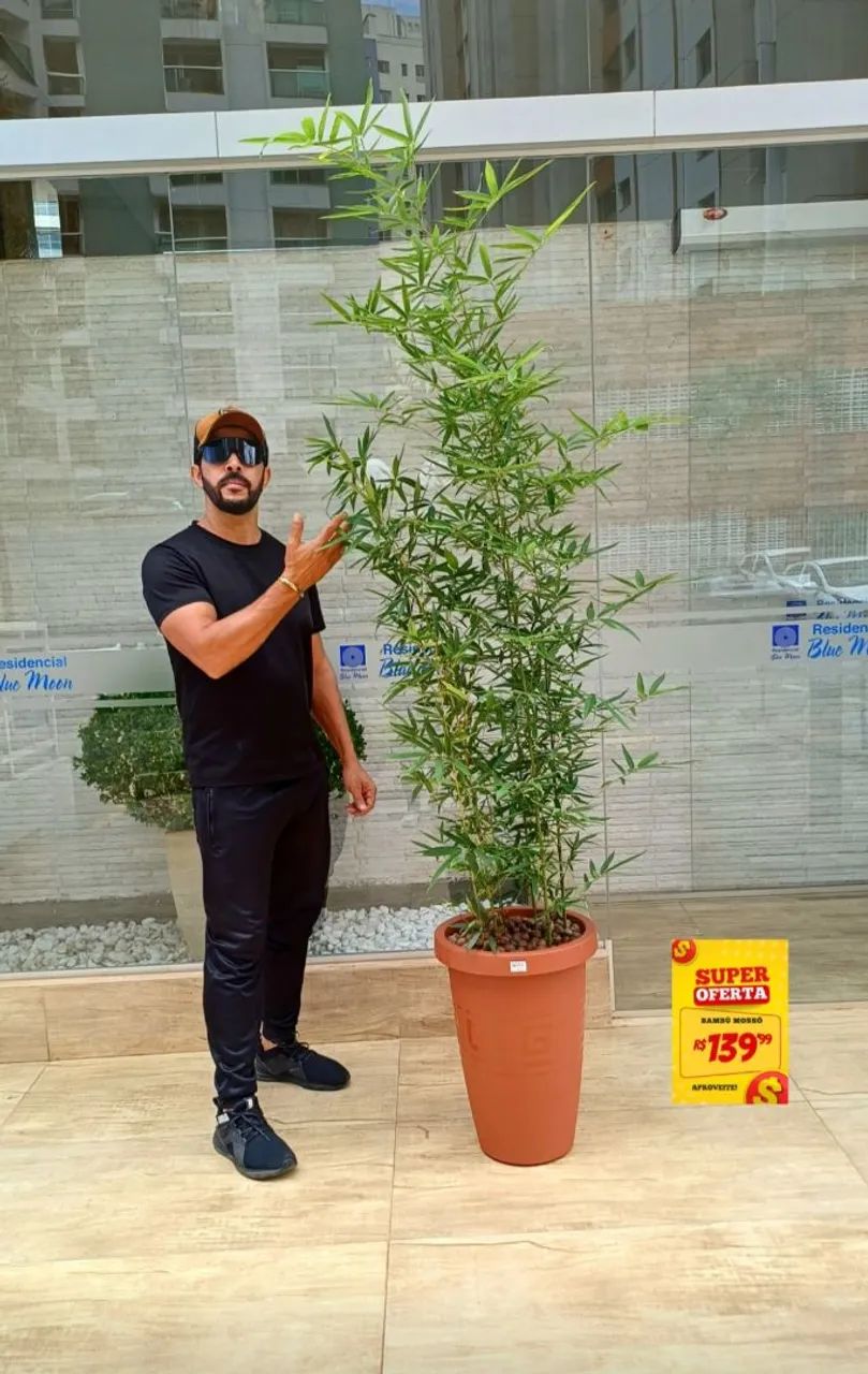 Bambú Mossô no vaso completo!! Mega promoção R$139,99 - Foto 5