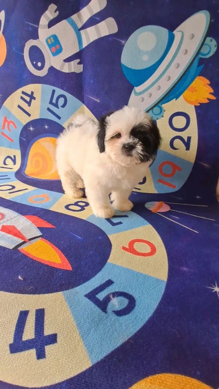 Lhasa Apso pirata - Foto 5