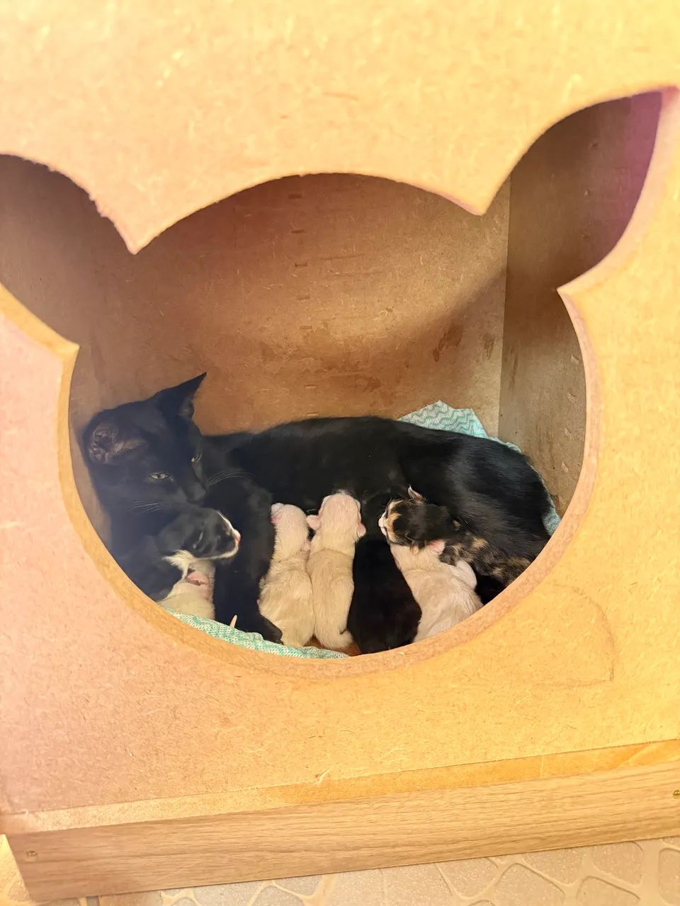 Nasci hoje! Você pode ser minha família!? - Foto 4