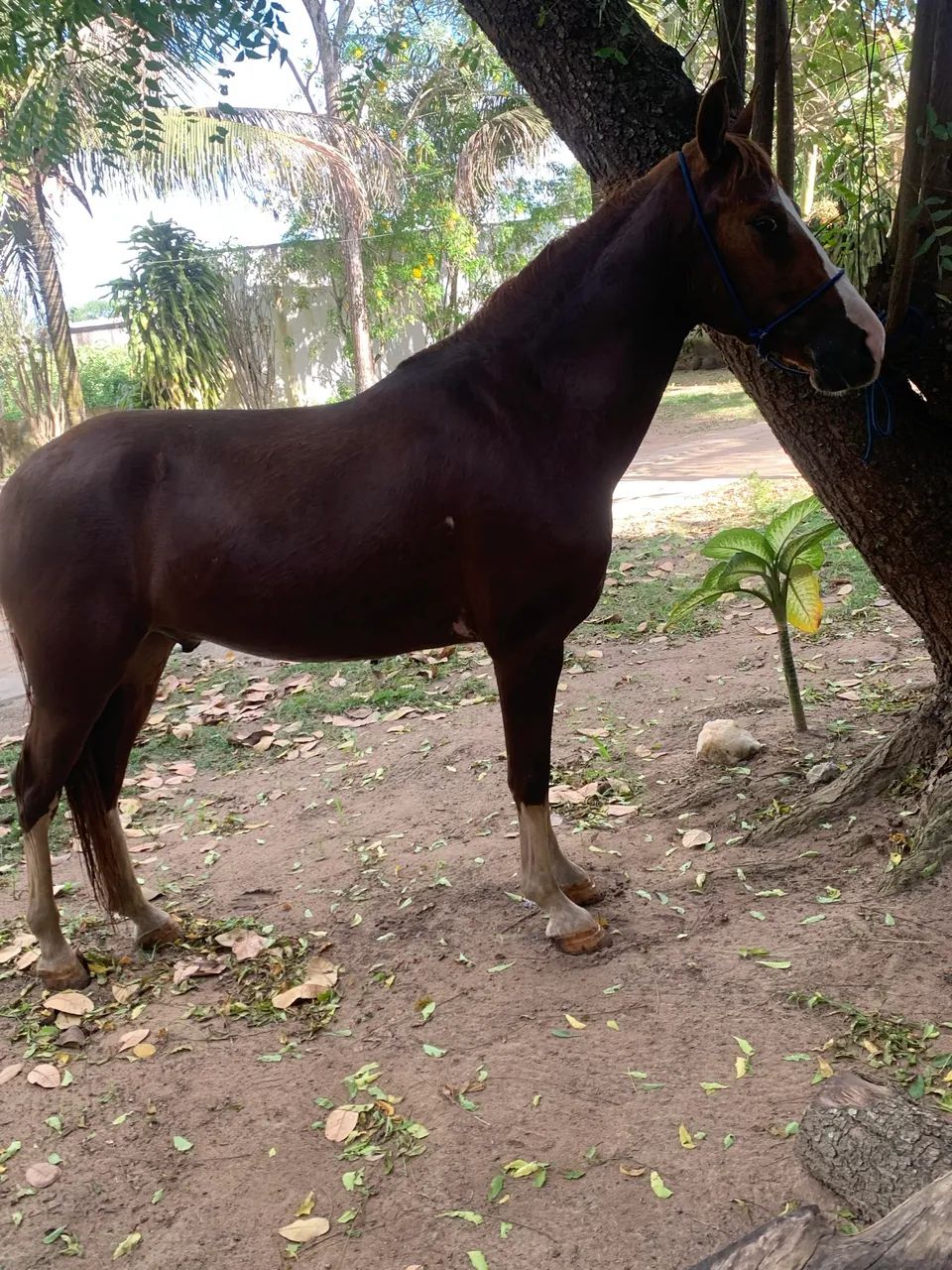 Cavalo de macha batida  - Foto 4