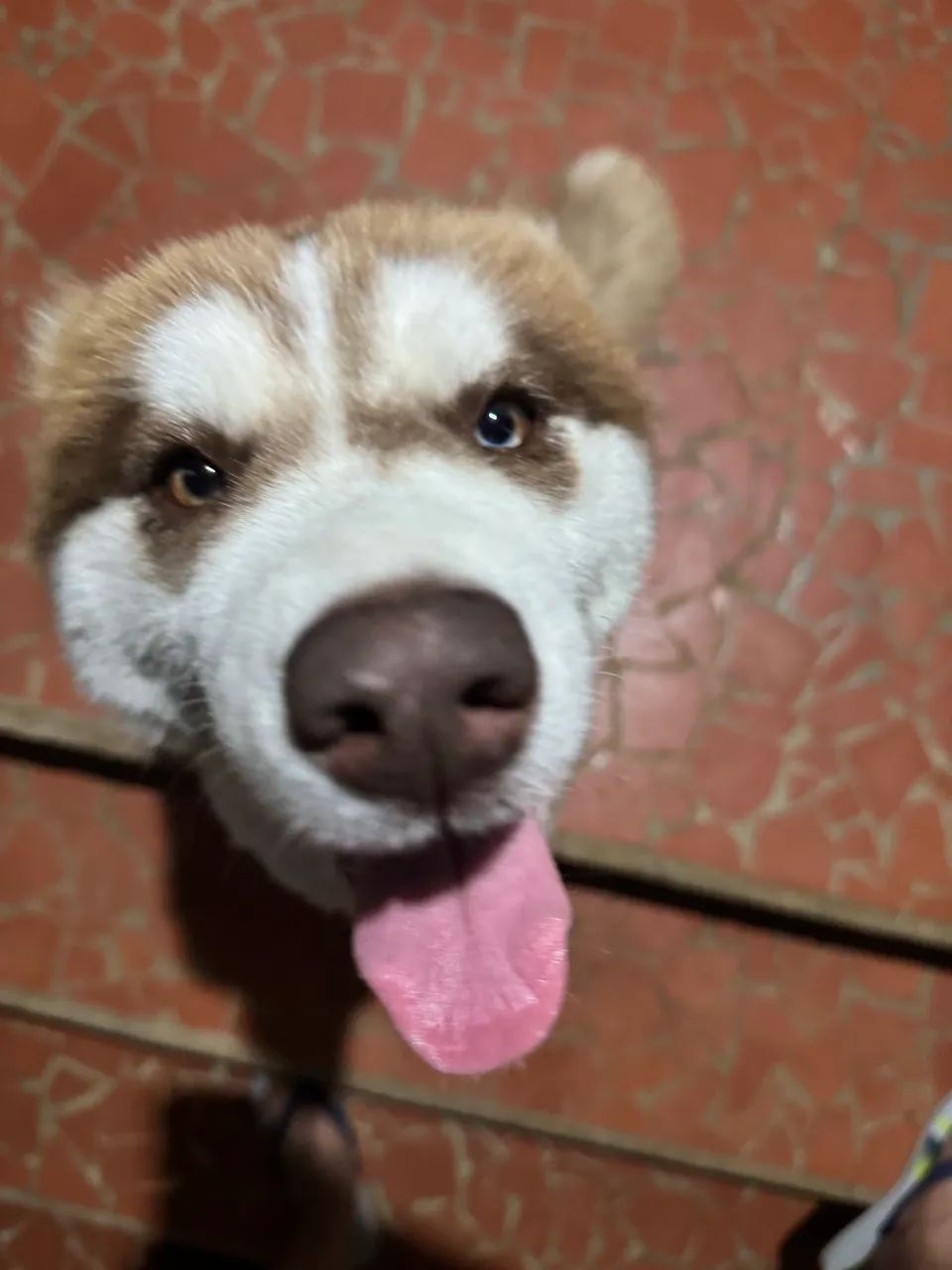 Husky filhote fêmea ( valor negociável )