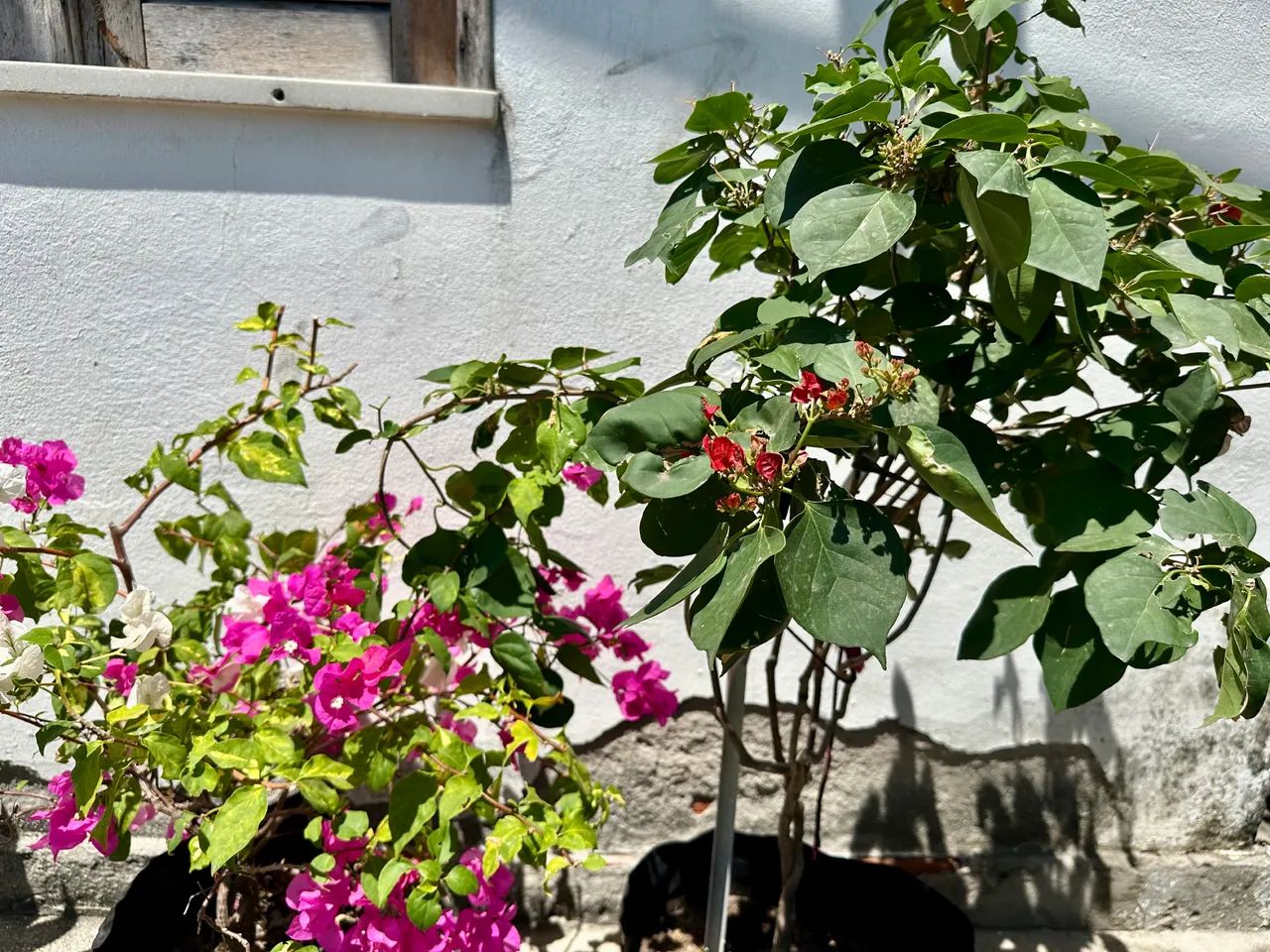 Mudas de Bougainvilles