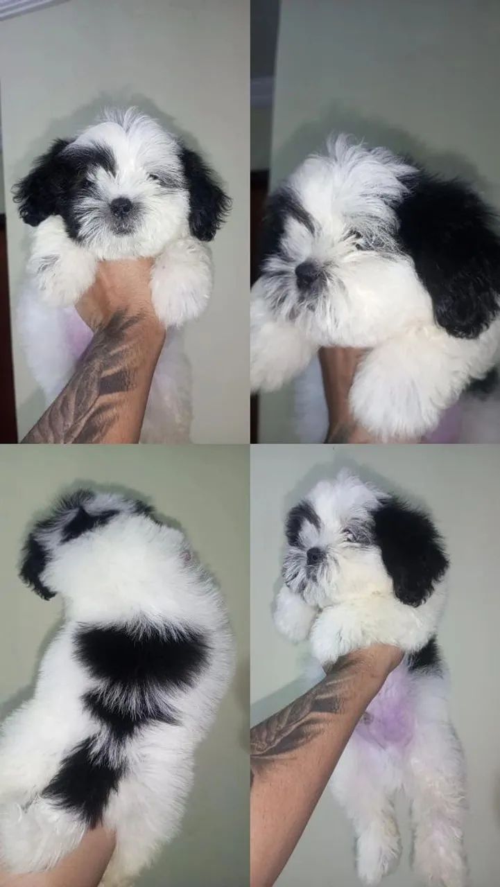 Cachorro 