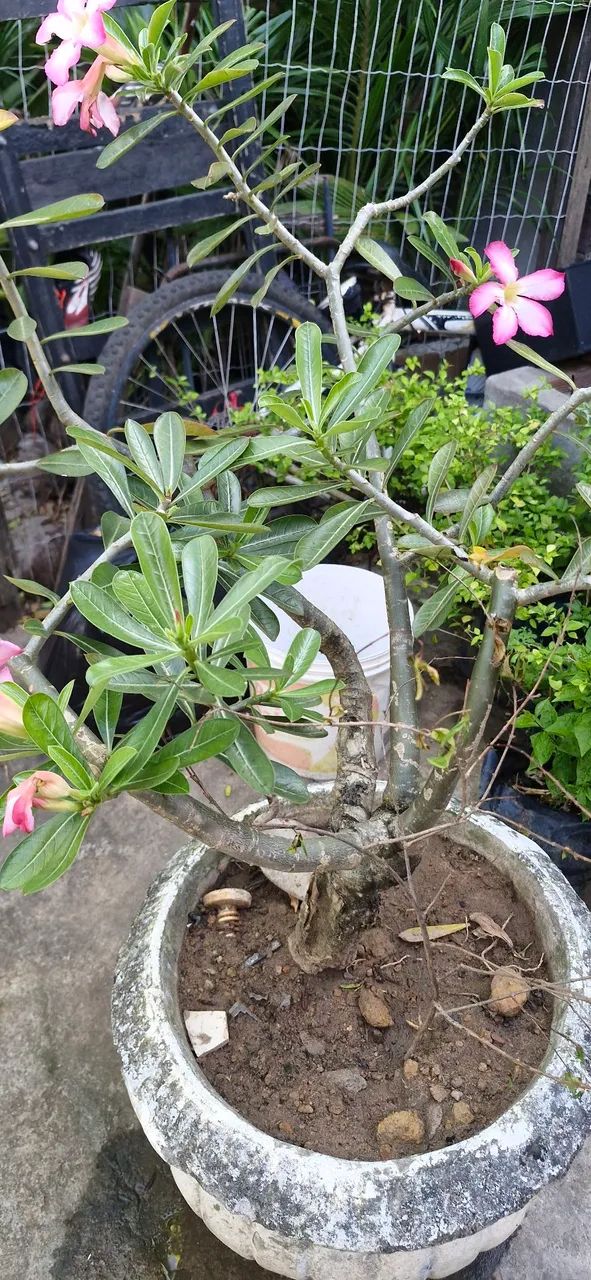 Mudas de fruteira e plantas  - Foto 3