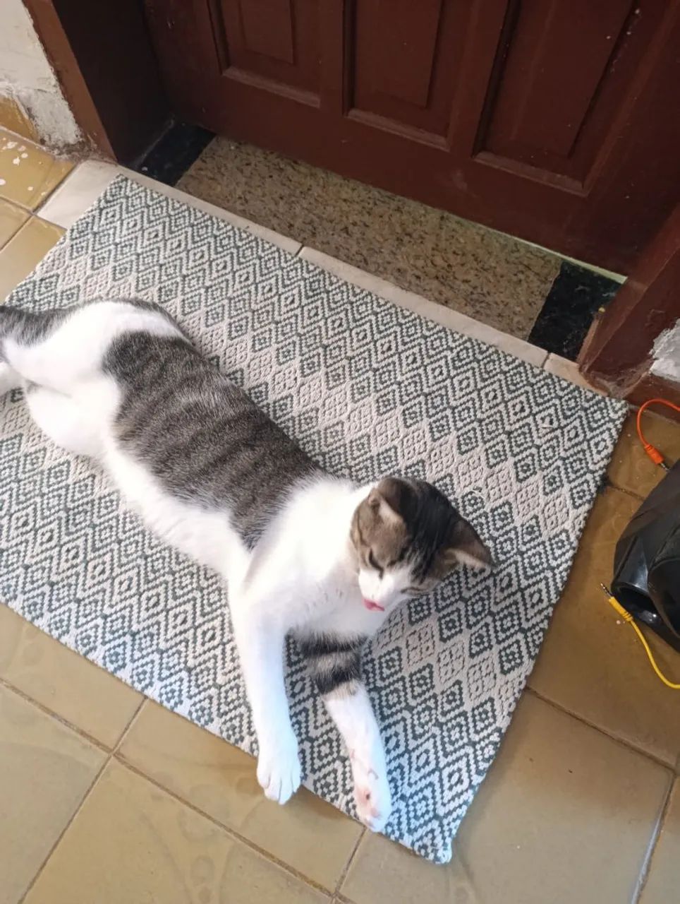 Doação de gato  - Foto 2