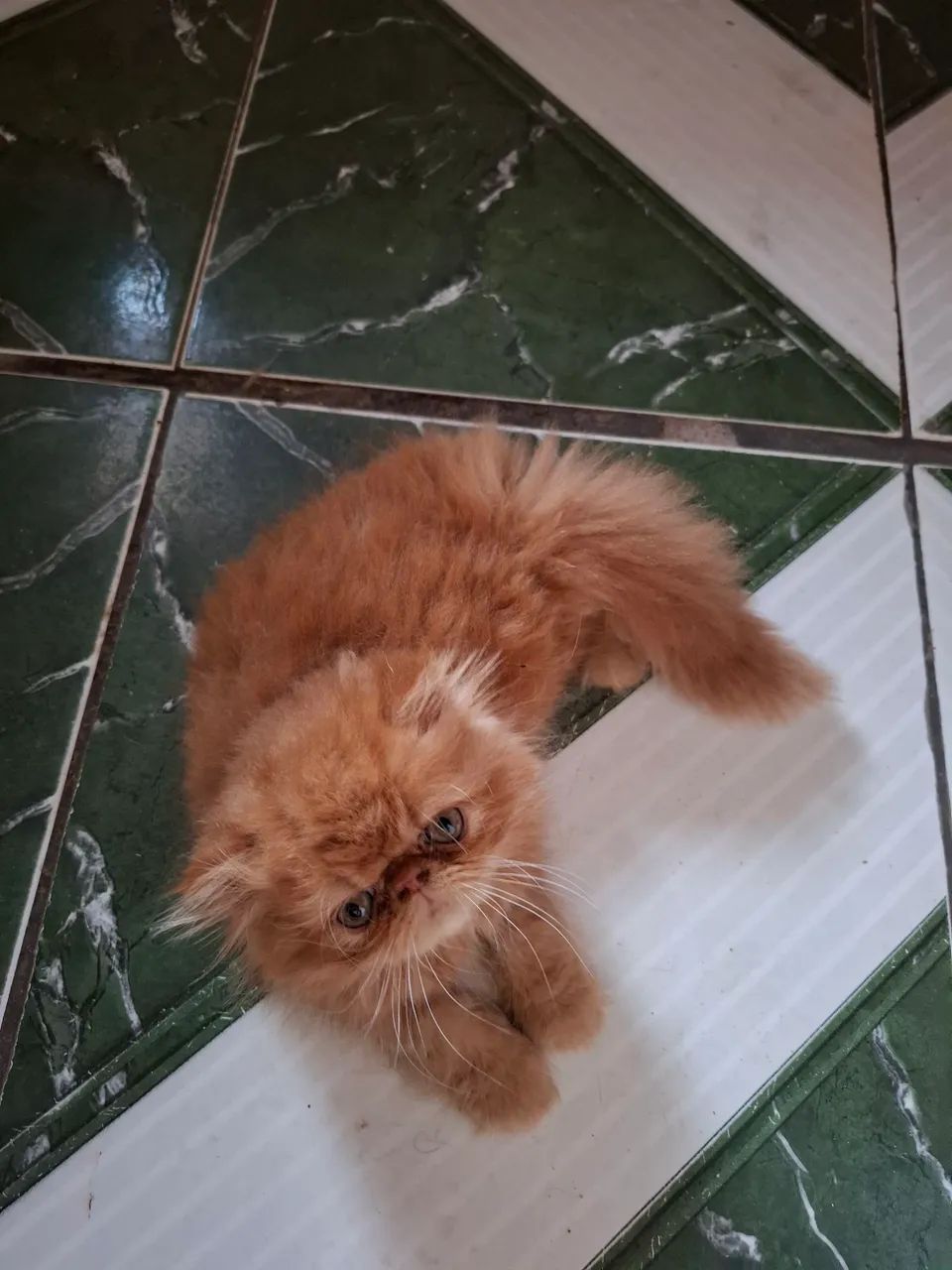 Disponível  machinho persa laranja 1800.00 - Foto 2