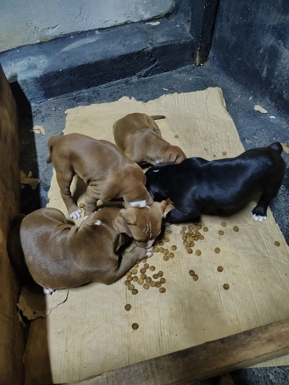 Filhotes Pitbull - Foto 2