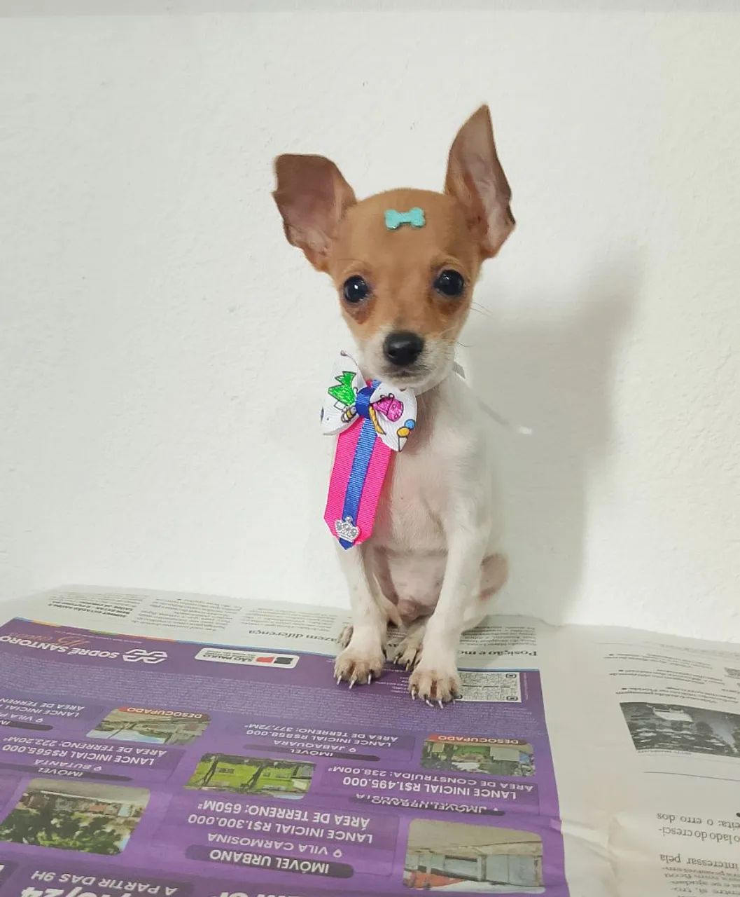 Pinscher zero  - Foto 2