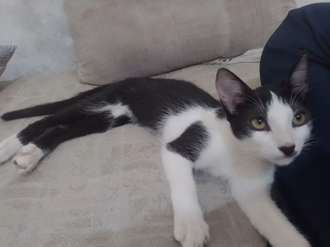 Adoção responsável  - Foto 2
