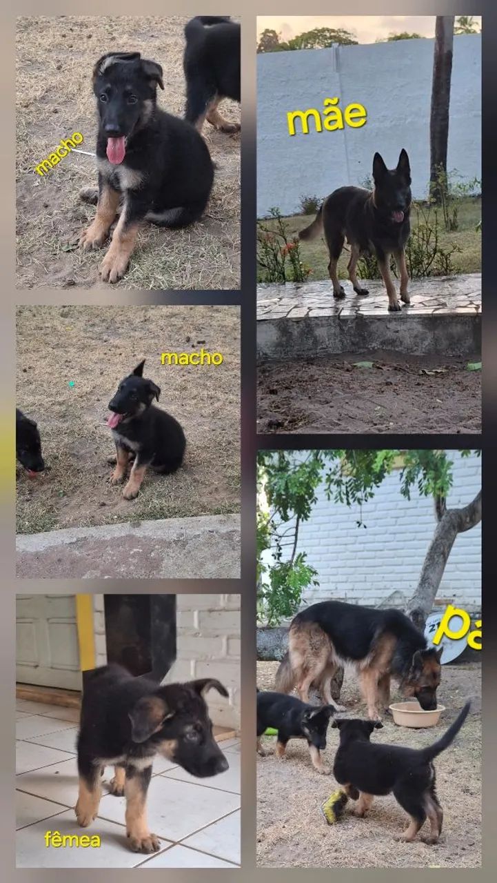 Pastor alemão  - Foto 5