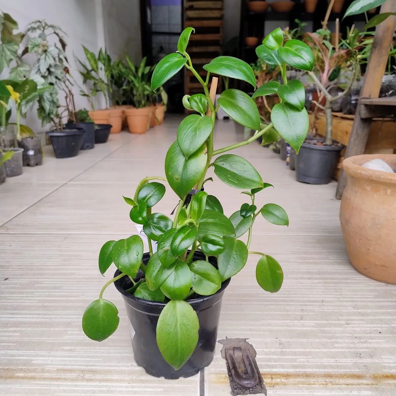 Mudinhas de plantas 