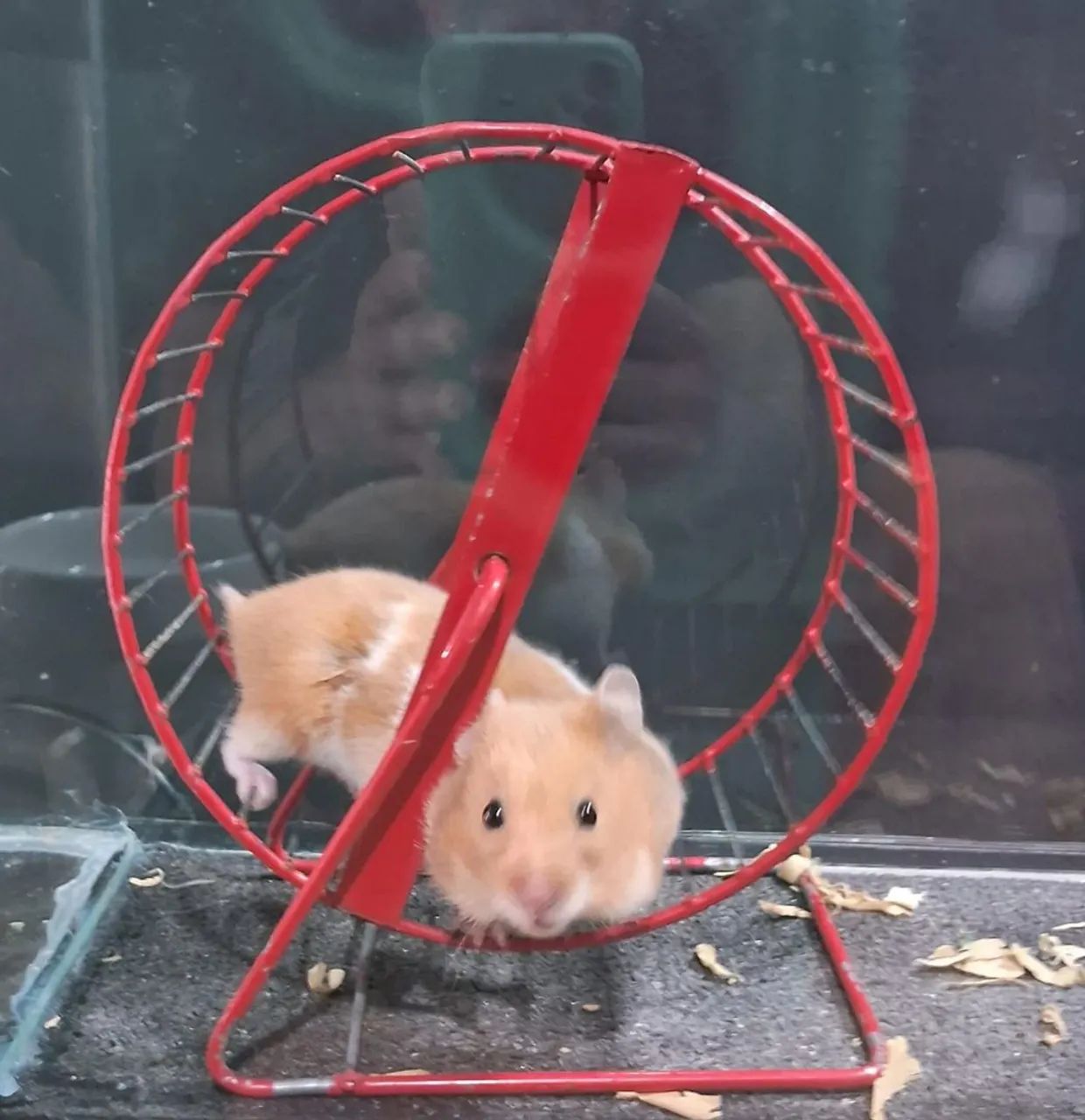 Hamster Sírios  - Foto 3