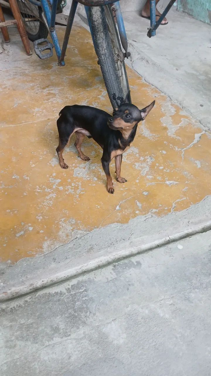 Vendo 