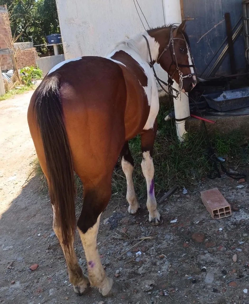 Cavalo. Vendo ou troco! QM 