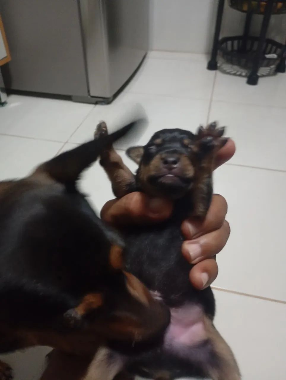 Pincher n 1  - Foto 2
