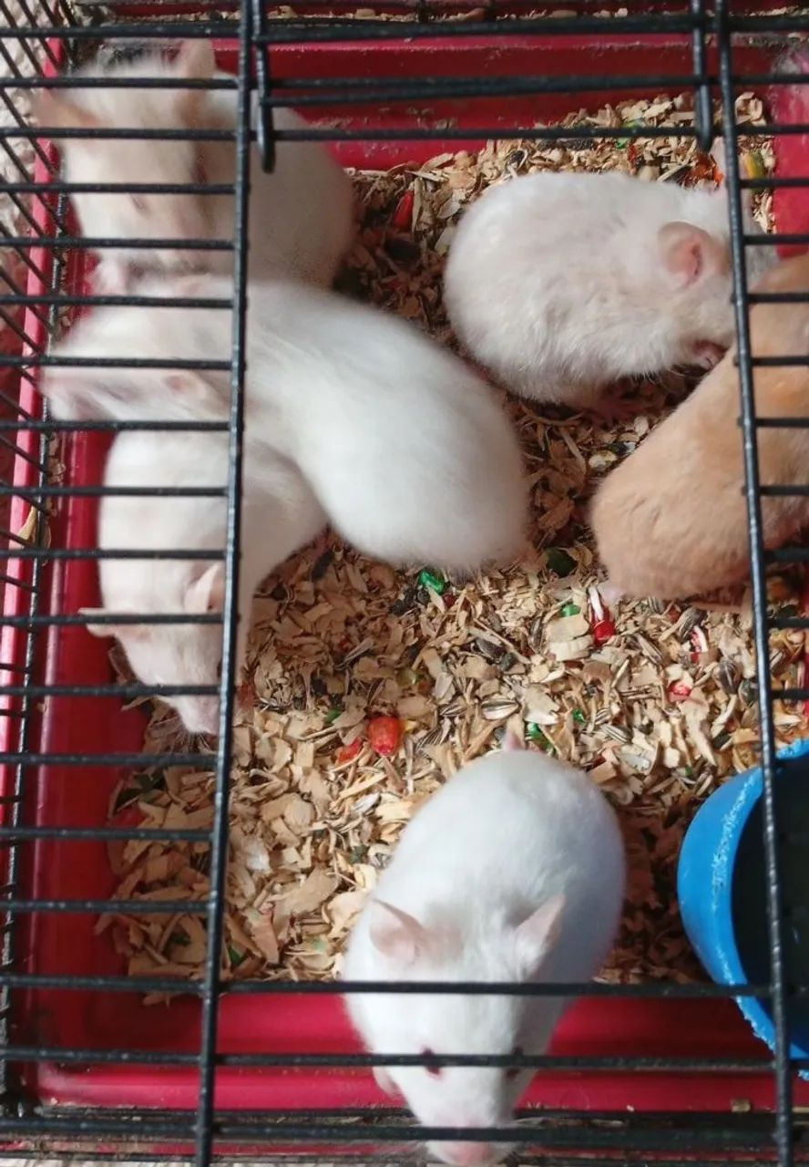 HAMSTER SÍRIO  - Foto 6