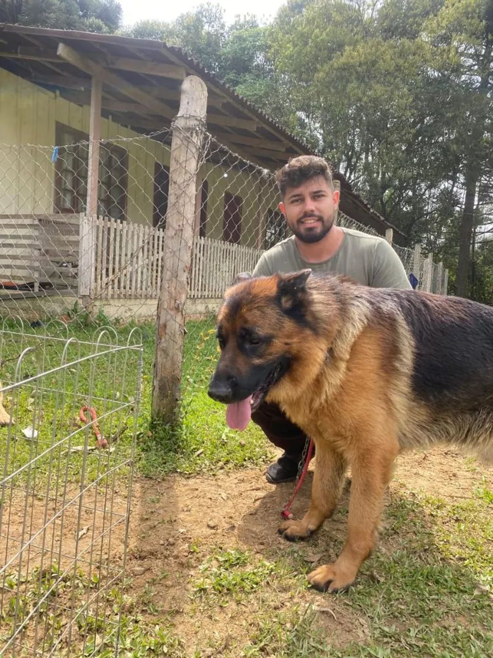 Pastor alemão 
