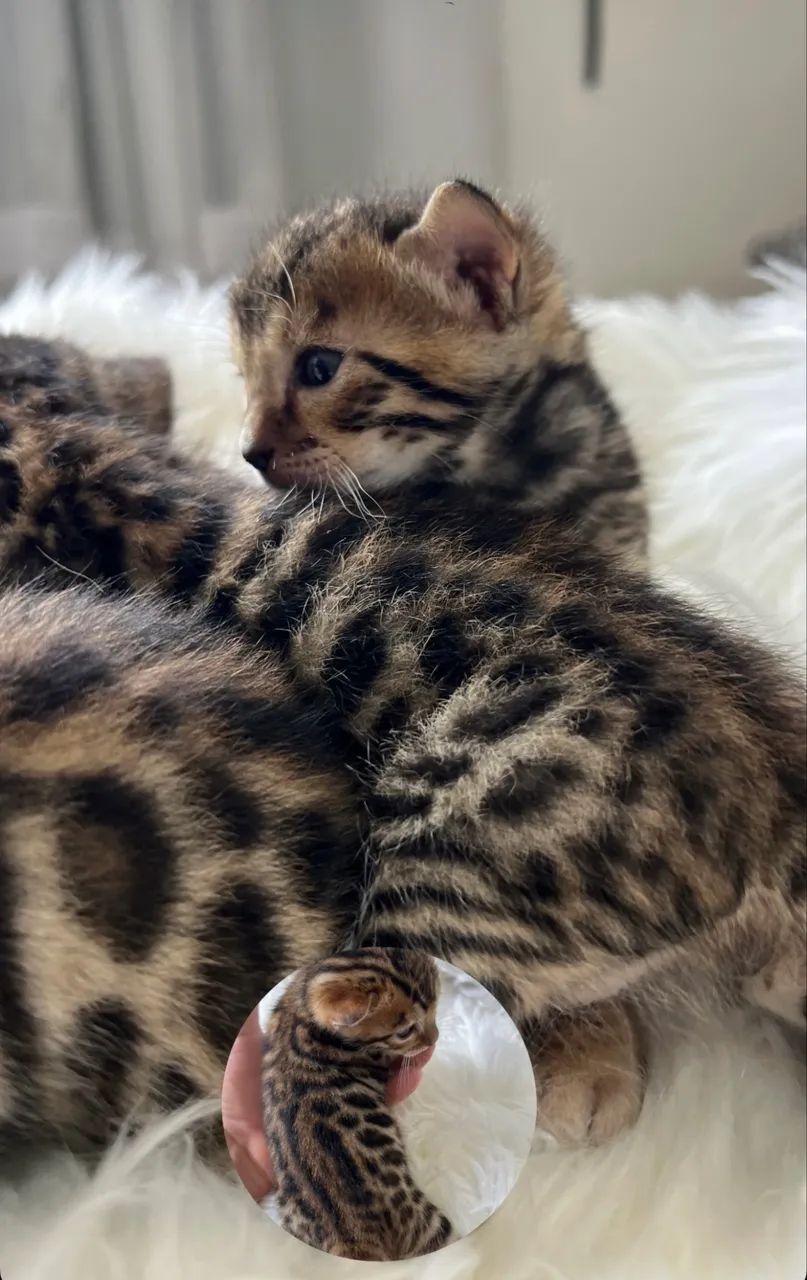 Filhotes Bengal  - Foto 4