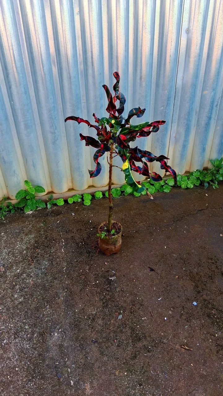 Croton parafuso  - Foto 3