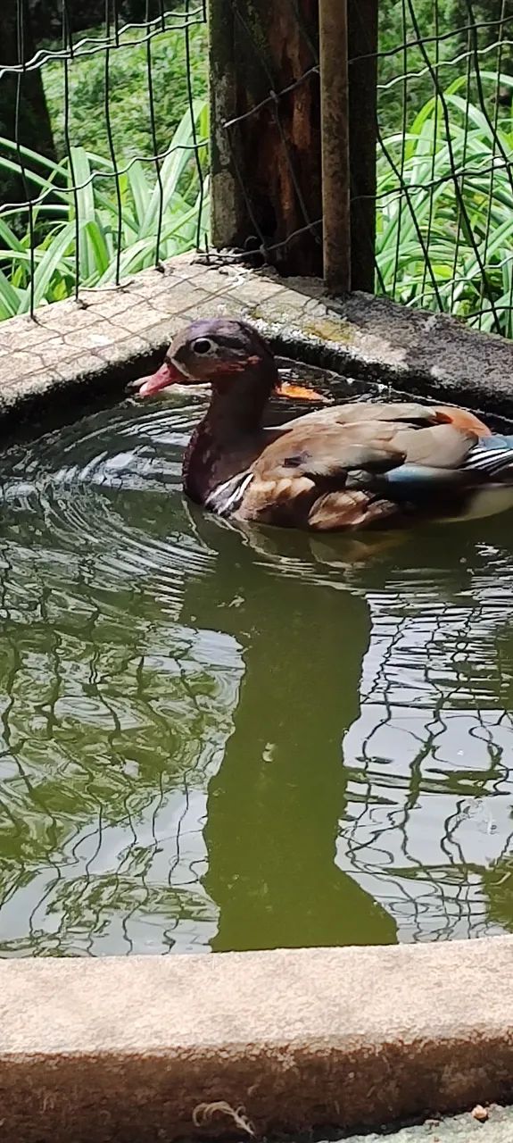 Marreco mandarim fêmea e 2 gansos sinaleiros 