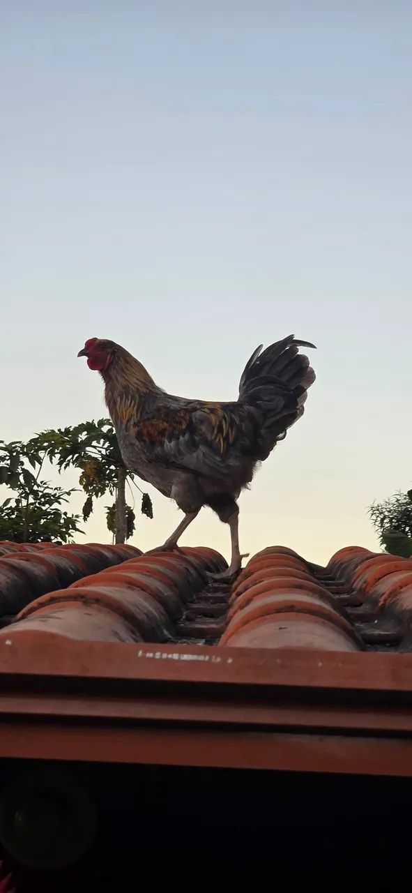 Galos da genetica de ovos verdes. - Foto 3