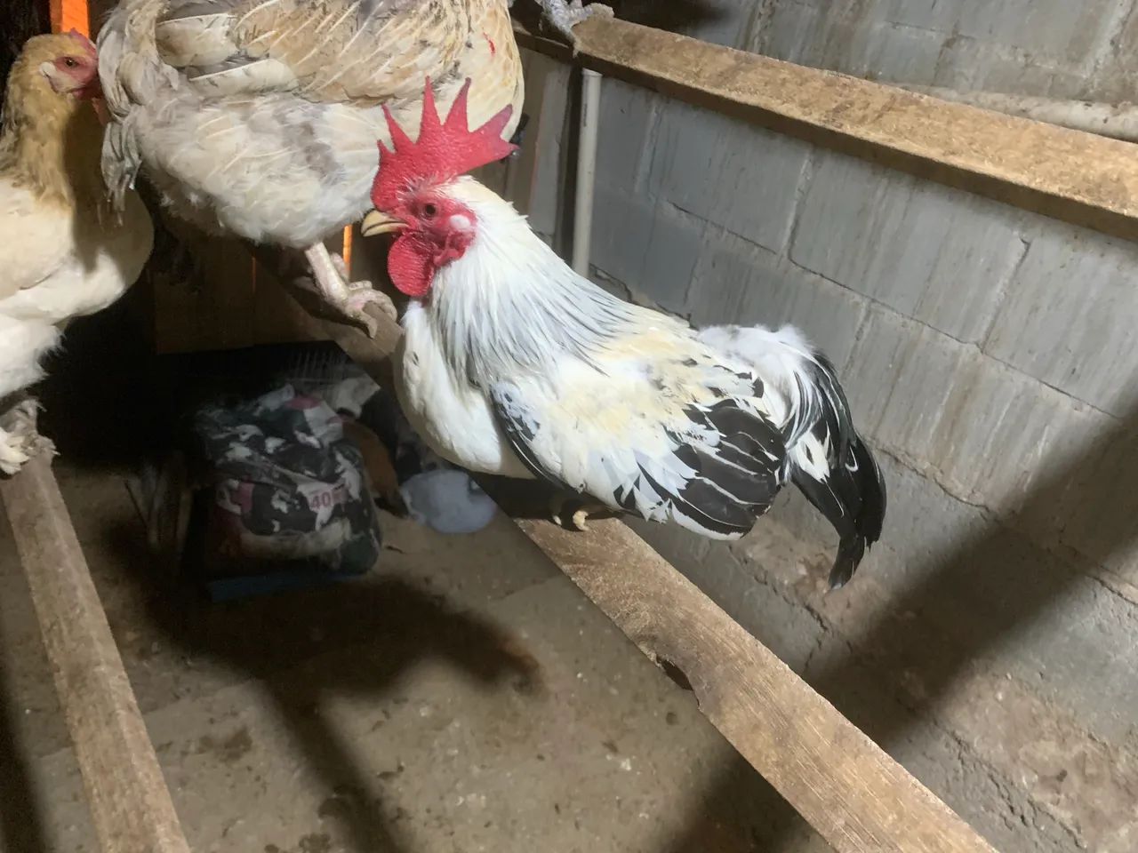 Galo garnisé com 7 meses 