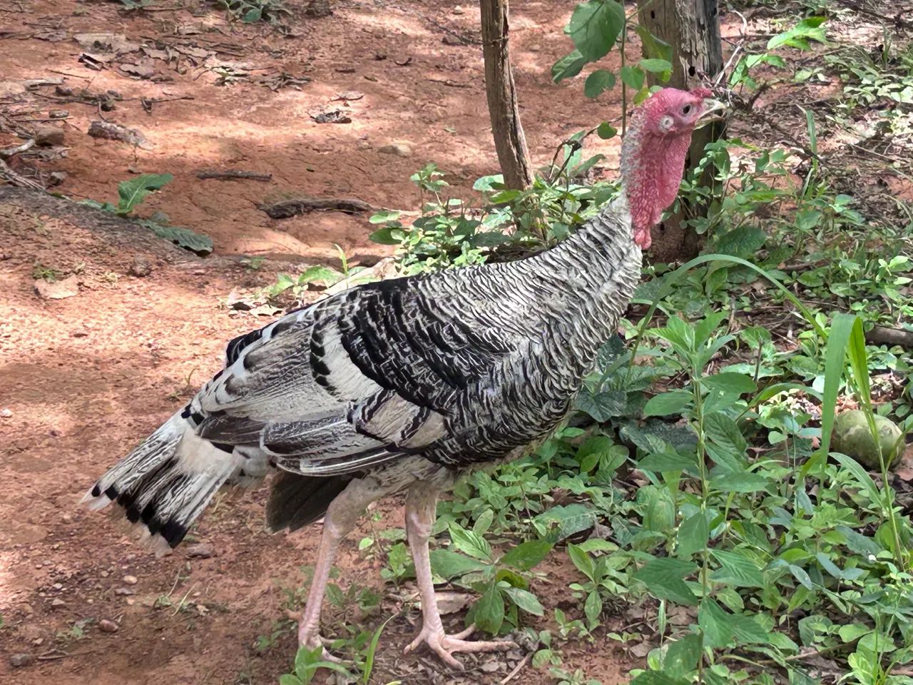 Peru Royal macho jovem - Foto 3