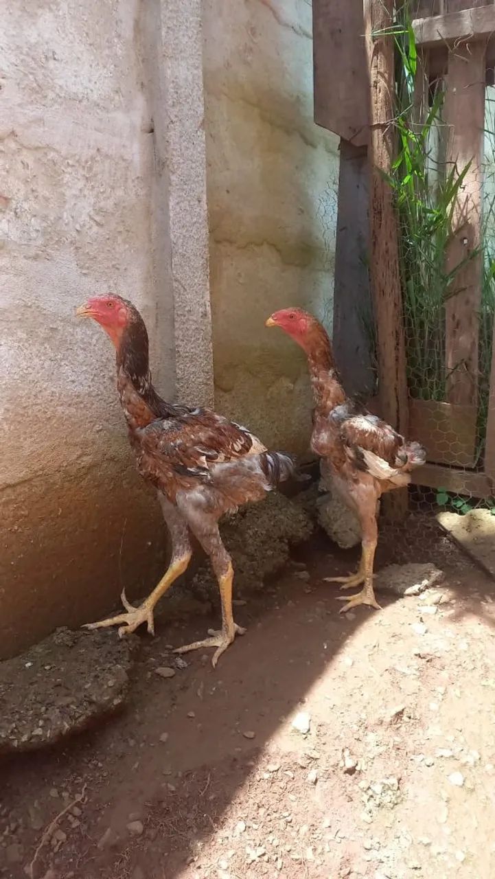 Índio gigante  - Foto 2