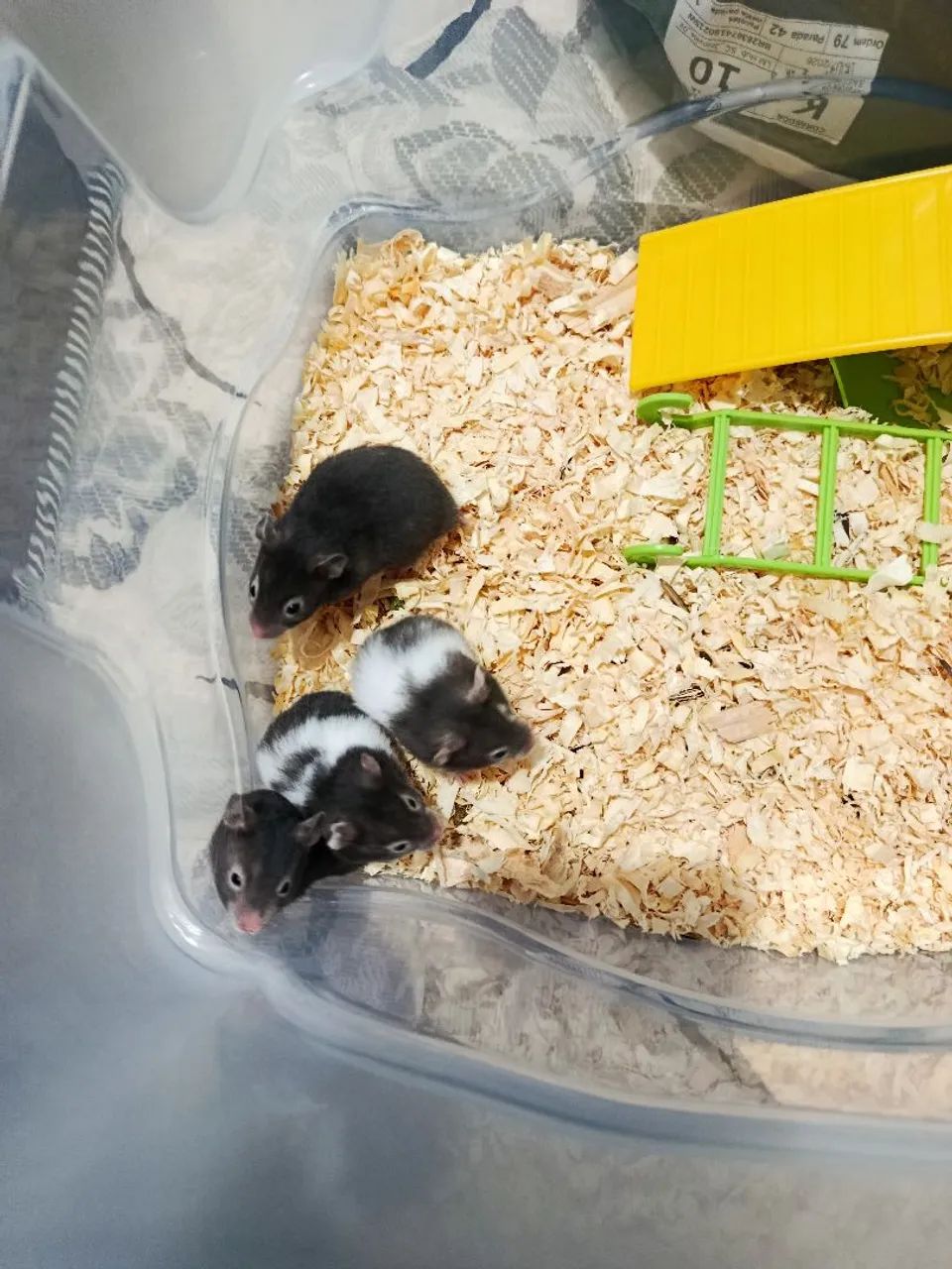 Hamster sirios